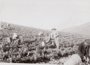A photograph of men working in a pea field in Casmalia, California.